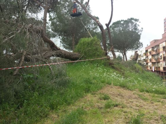 Tor de' Cenci: risveglio positivo, partita la potatura degli alberi pericolanti