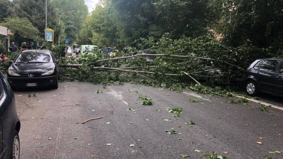 Comune di Roma: alberi caduti non è colpa Loro