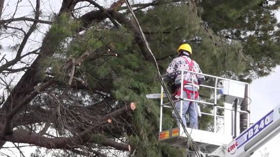 Fresamento radici alberi e rifacimento strade