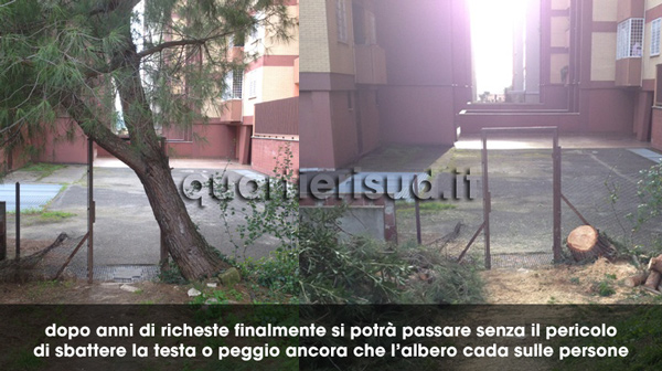 Tagliato l'albero fra Via Banzi e parco campagna